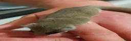 Mouse rodents for sale: African pygmy dormice - Advert 2