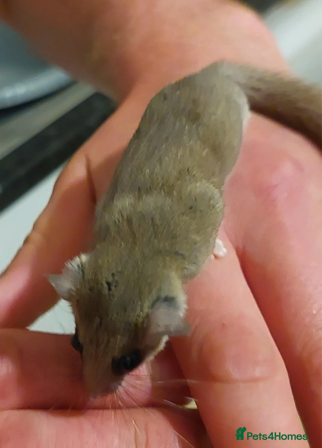 Mouse rodents for sale: African pygmy dormice - Advert 2