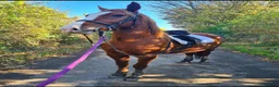 Mixed Breed livestock for sale: Welsh X mare in Ashington - Advert 11