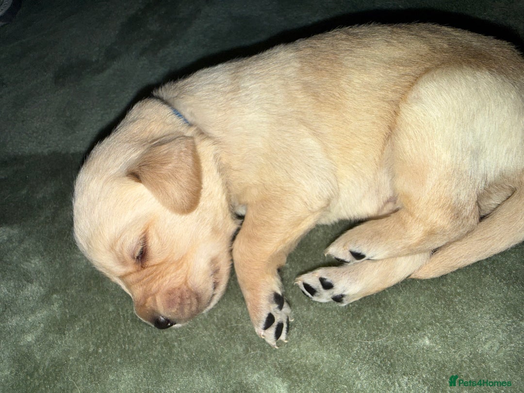 Goldador dogs for sale: 8 beautiful golden retriever x red lab puppies  - Advert 36