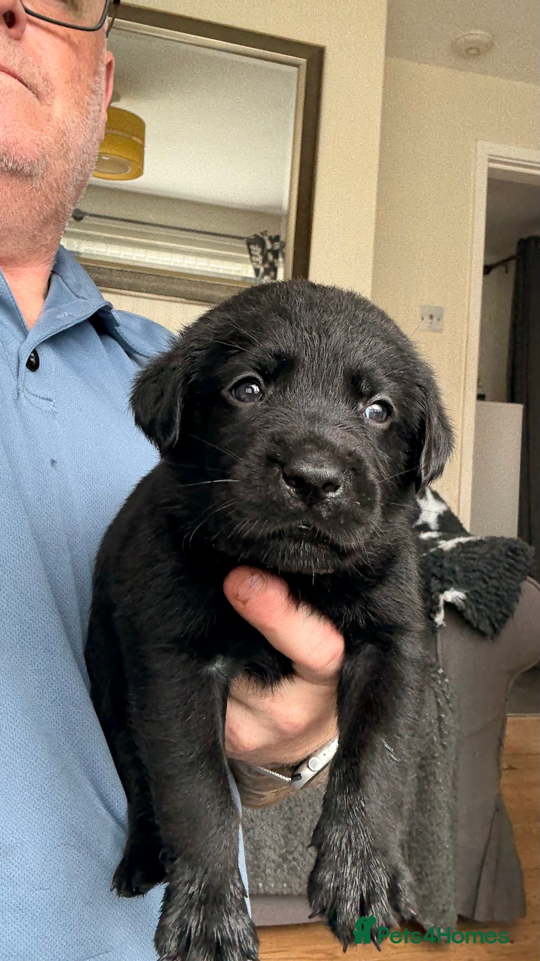 Labrador Retriever dogs for sale: Kc Reg Labrador  Puppies Health Tested Parents - Image 29