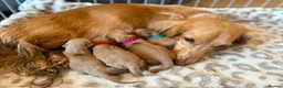 Miniature Dachshund dogs for stud: Beautiful Long Haired Full Cream Dachshund *Stud* - Advert 24