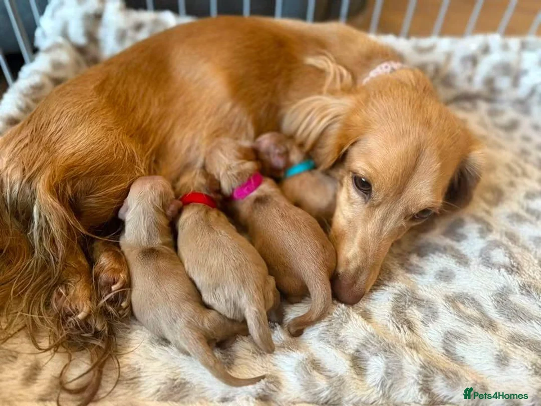 Miniature Dachshund dogs for stud: Beautiful Long Haired Full Cream Dachshund *Stud* - Advert 24