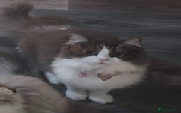 Ragdoll cats for sale: Ragdoll cross Scottish fold - Image 7