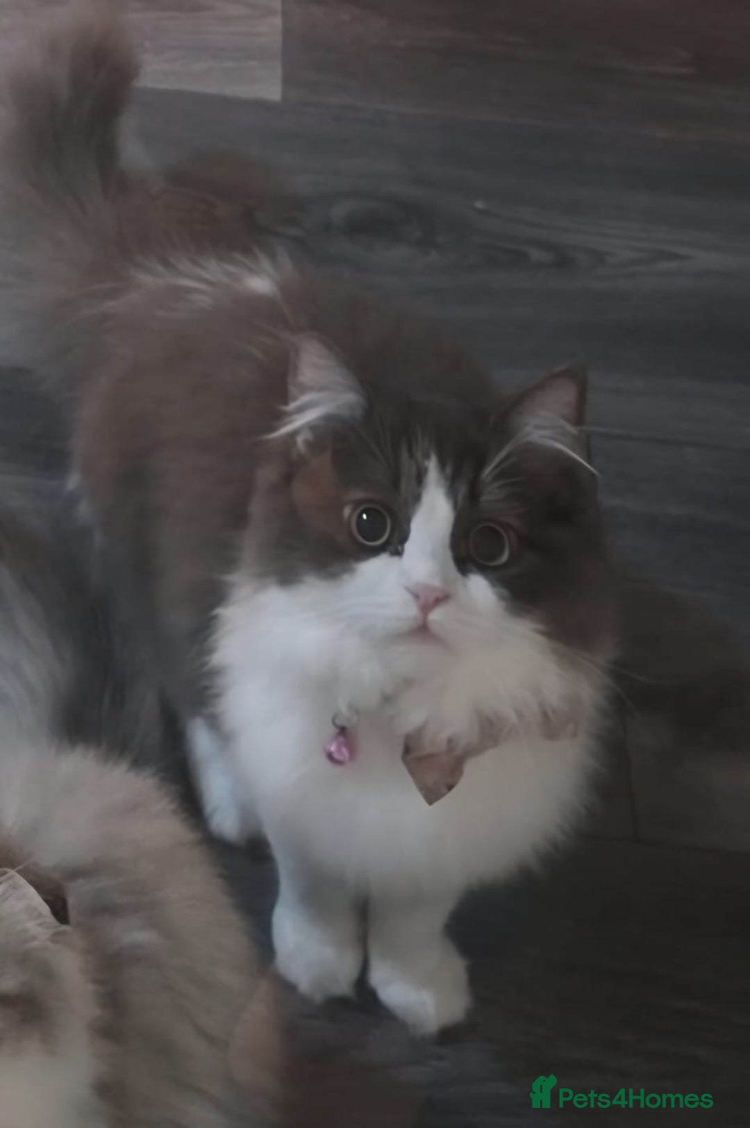 Ragdoll cats for sale: Ragdoll cross Scottish fold - Image 7