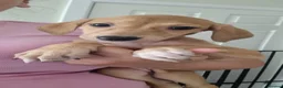 Mixed Breed dogs for sale: Saluki whippet x weaton greyhound - Advert 5