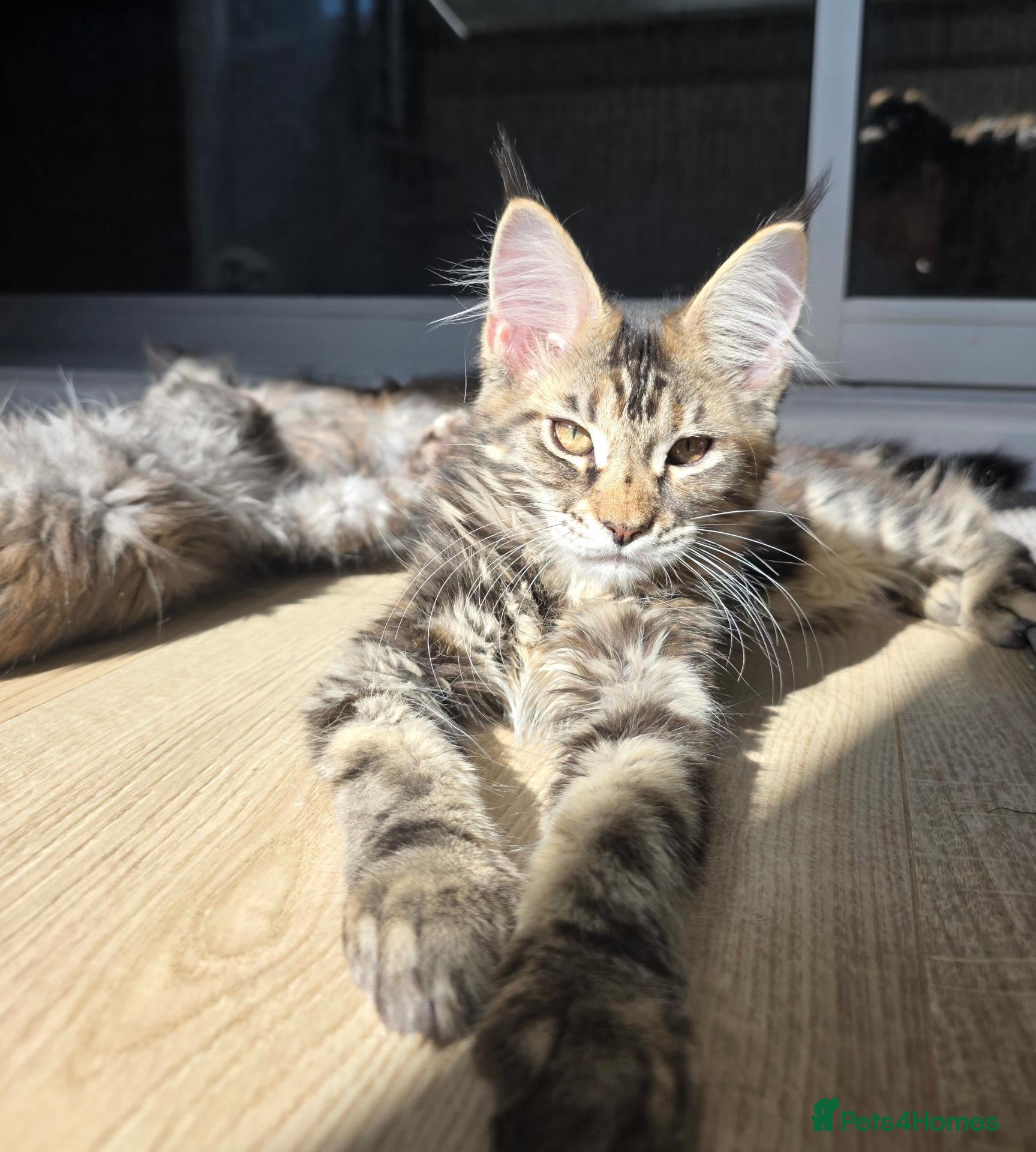 Maine Coon cats TICA Registered Maine Coon Kittens–Russian Line🐾 - Advert 1