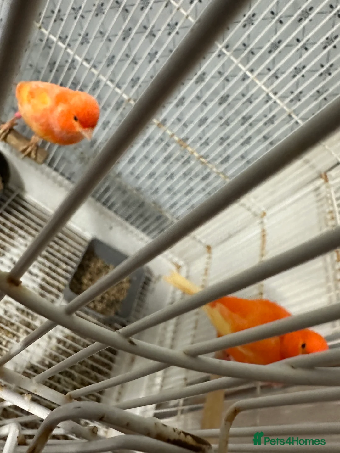 Mixed Breed birds for sale: BirdS - Advert 2