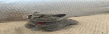 Kitten 4- red collar girl