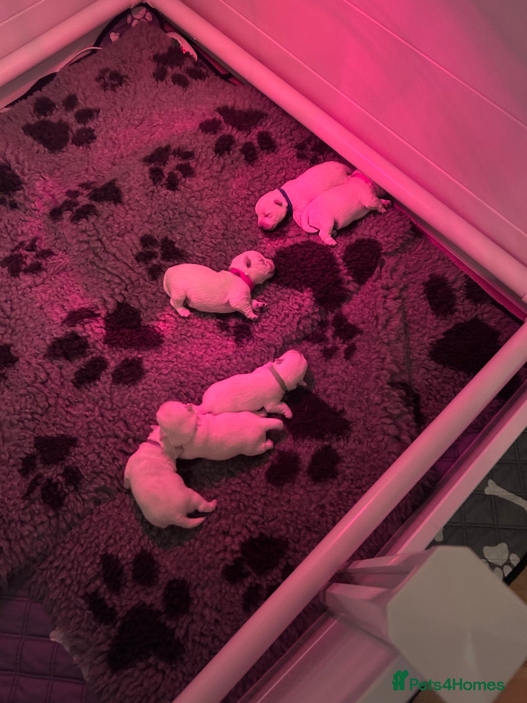 West Highland Terrier dogs for sale: West highland terrier pups - Image 3