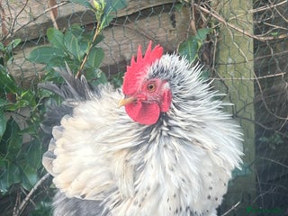 Chickens poultry Fizzy lavender bantam chicken - Advert 2