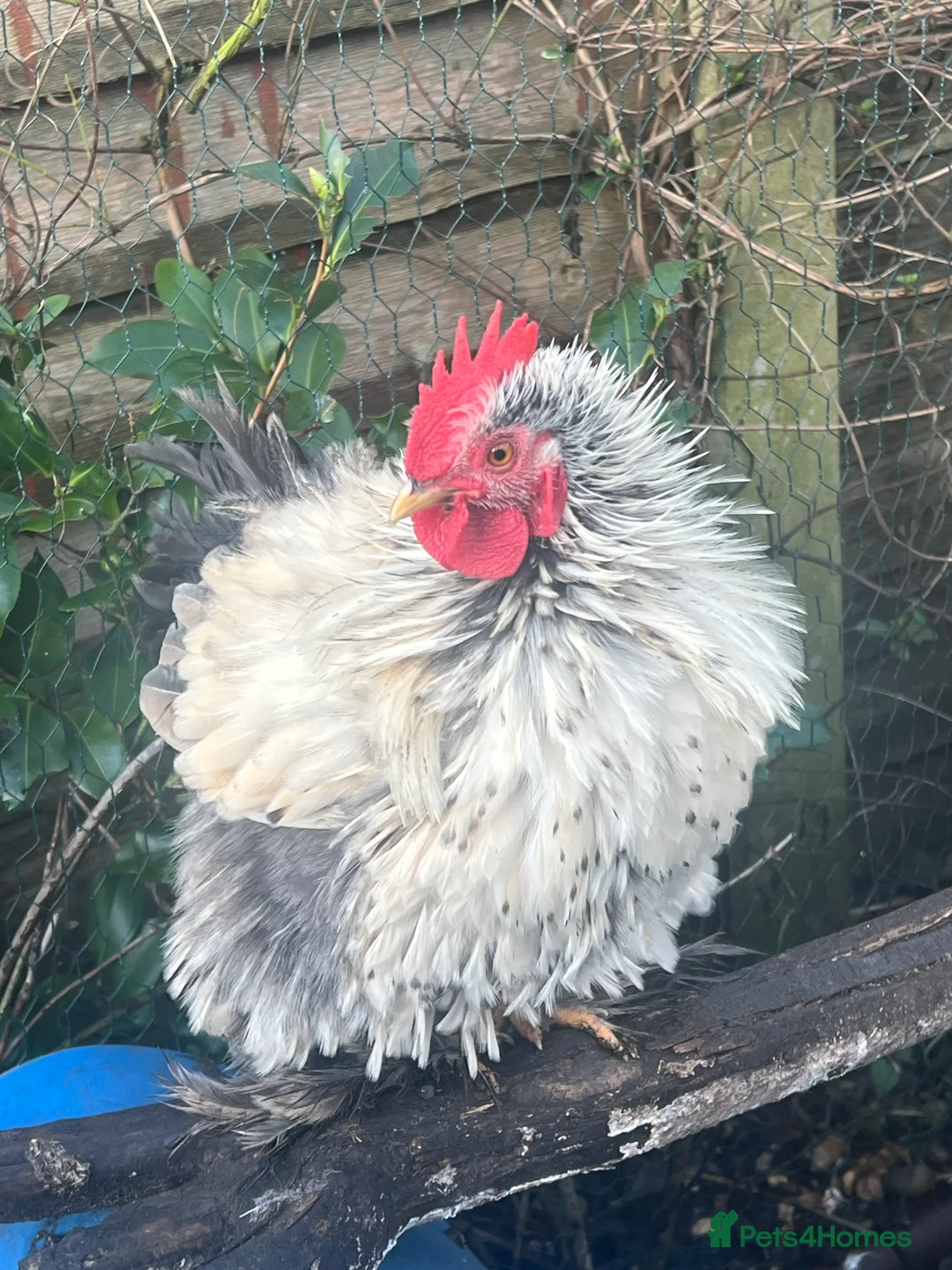 Chickens poultry for sale:  SOLD ----Fizzy lavender bantam chicken - Advert 1