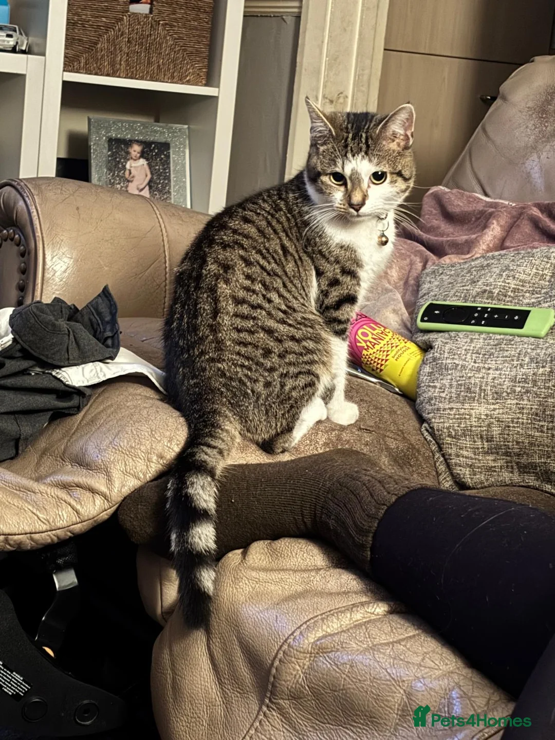 Mixed Breed cats for sale: Male mixed bread  - Advert 1