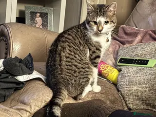 Mixed Breed cats Male mixed bread - Advert 15