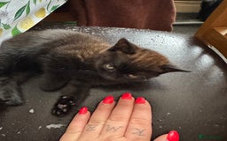 Mixed Breed cats for sale: Cats for sale  - Image 2