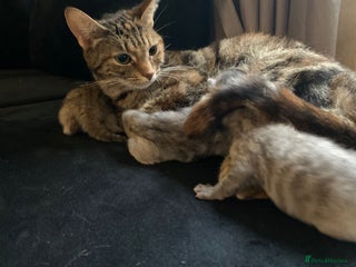 Mixed Breed cats light grey & ginger tortie shell tabby kittens - Advert 2