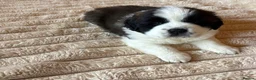 Saint Bernard dogs for sale: 4 beautiful kc reg st bernerd puppies. in Wisbech - Advert 5