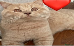 British Shorthair cats for sale: Rehoming Our Precious British Shorthair Cats - Advert 7