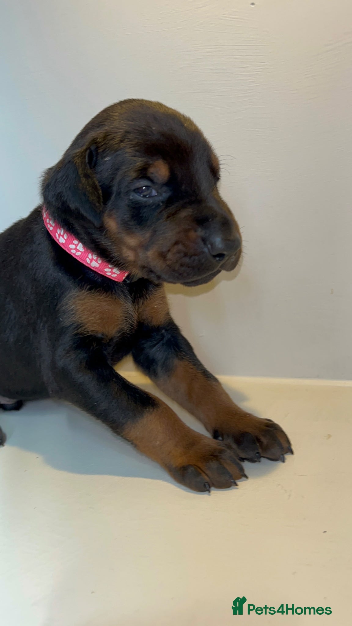 Dobermann dogs 3 week old 5 Dobermann puppies LEFT  - Advert 18