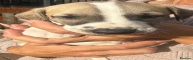 Whippet Puppy 1