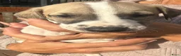 Whippet dogs for sale: KC Registered Whippet Pups in Rotherham - Advert 3