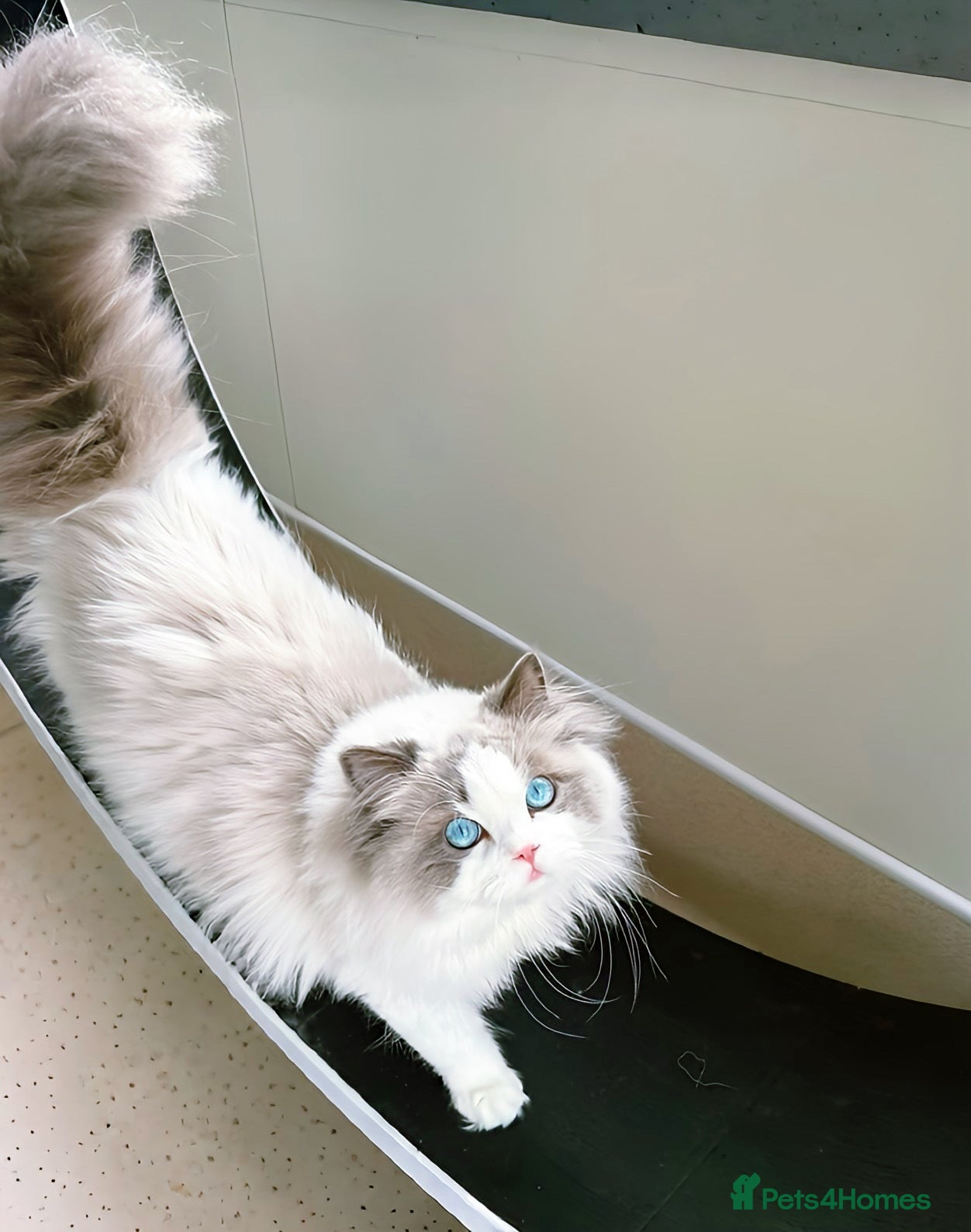 Ragdoll cats Active GCCF/TICA stunning Ragdoll Stud DNA tested  - Advert 2