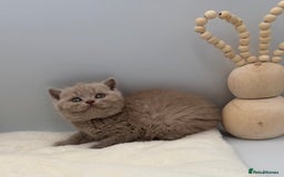 British Shorthair cats for sale: PEDIGREE REGISTERED CHUNKY BRITISH SHORTHAIRS  - Image 15