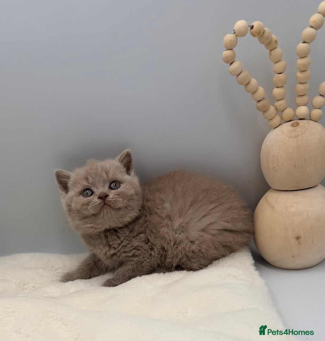 British Shorthair cats for sale: PEDIGREE REGISTERED CHUNKY BRITISH SHORTHAIRS  - Image 15