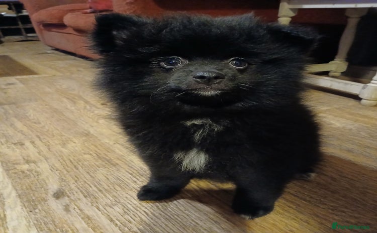 Pomsky dogs - Advert 14