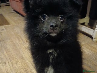 Pomsky dogs - Advert 1