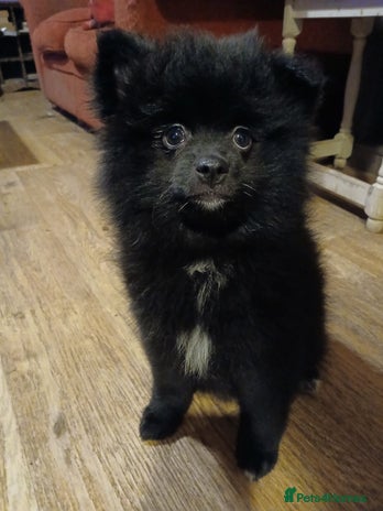 Pomsky dogs - Advert 14