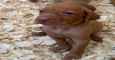 Hungarian Vizsla dogs - Advert 2