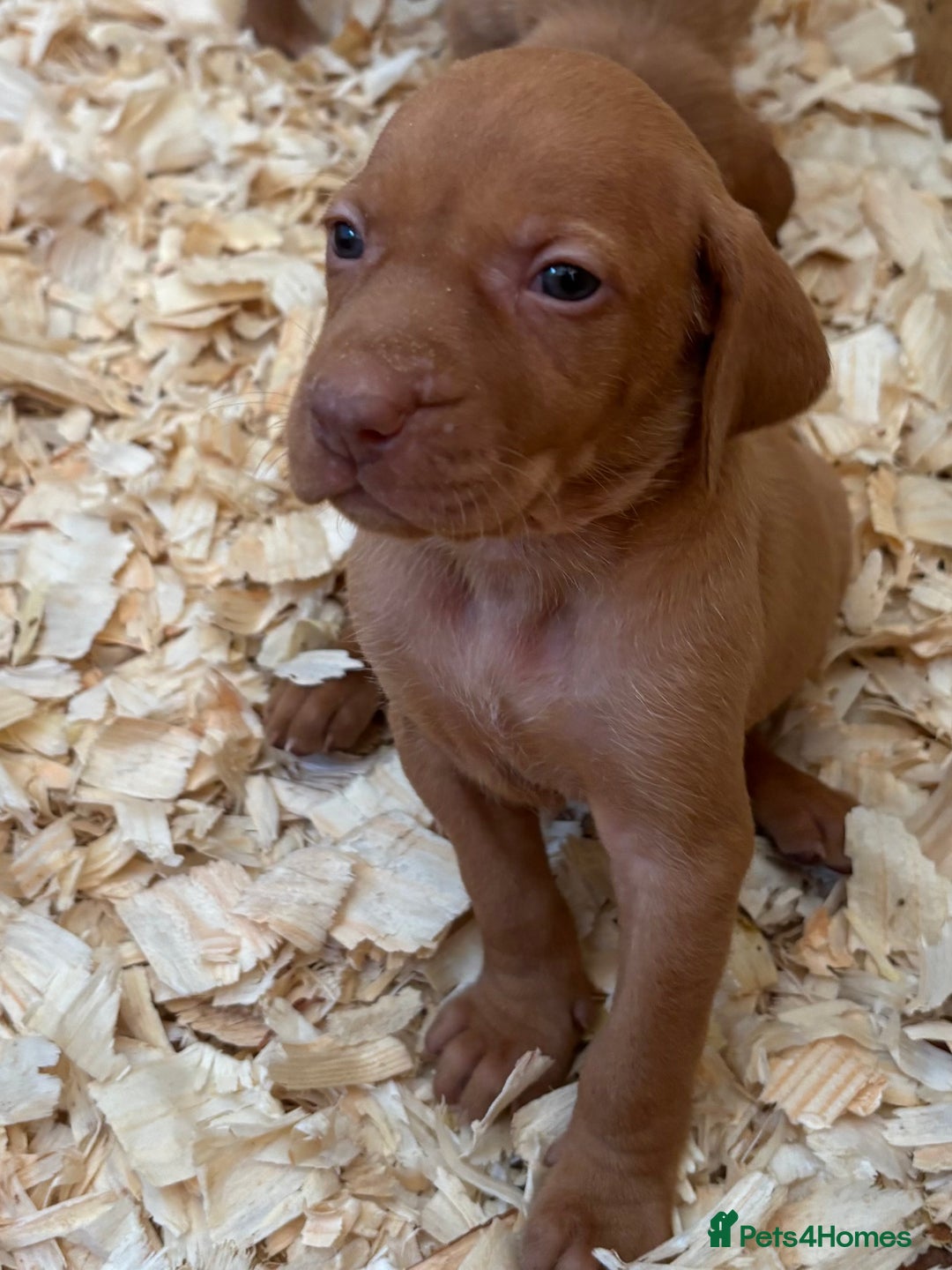 Hungarian Vizsla dogs for sale: Stunning litter of puppies  - Image 3