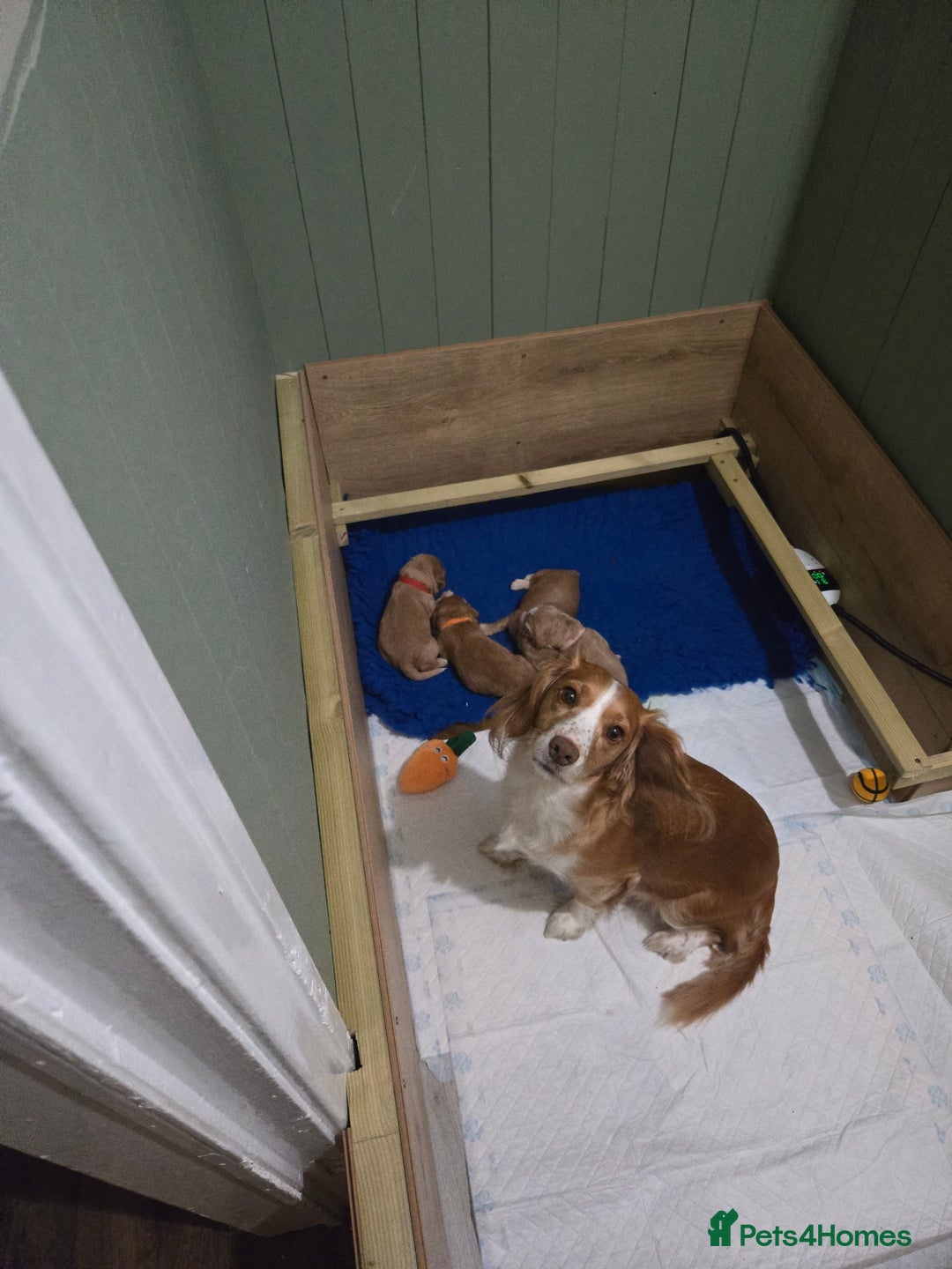 Cocker Spaniel dogs for sale: Cocker spaniel pups - Image 2