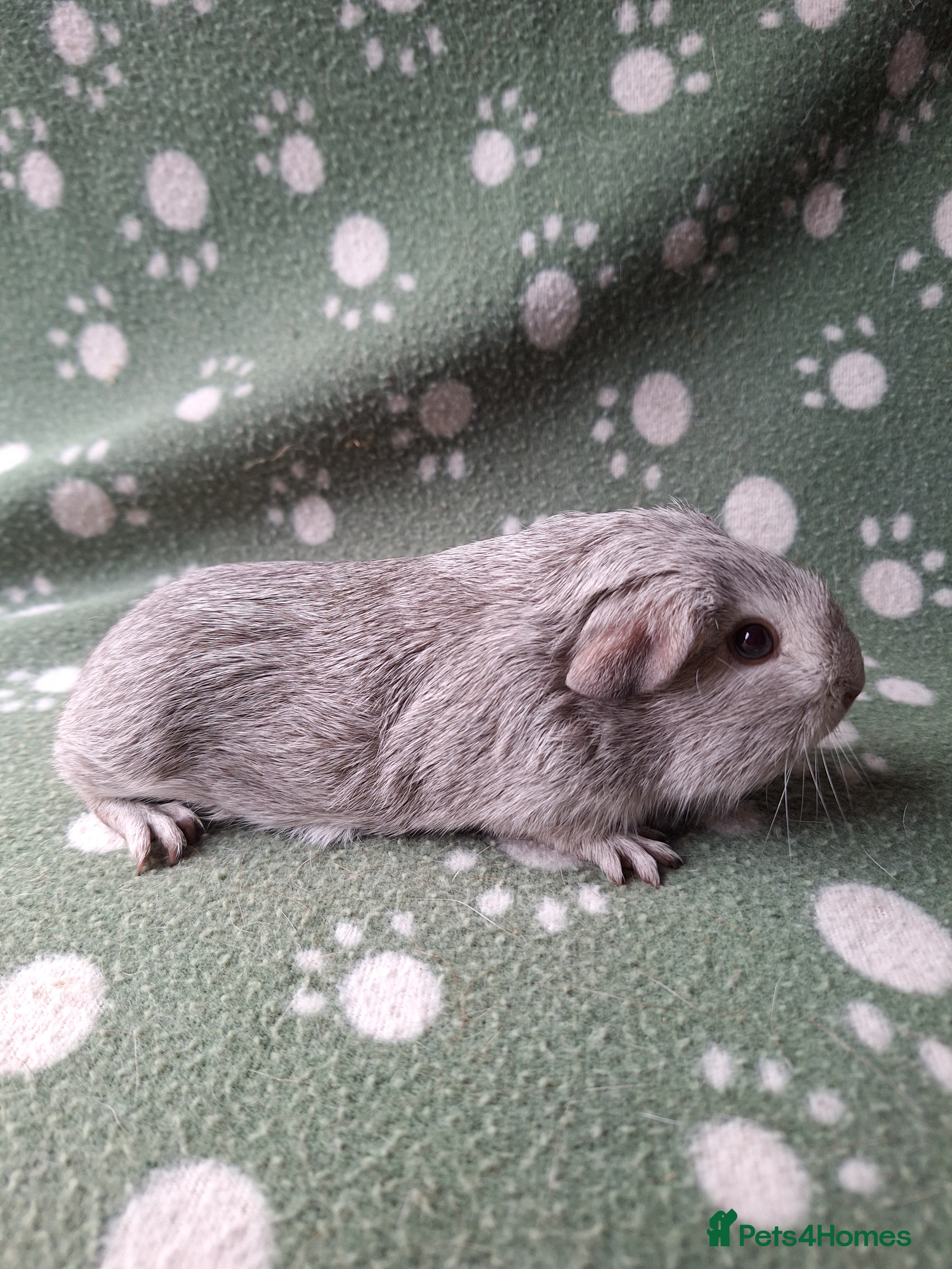 Guinea Pig rodents Pure bred chinchilla guinea pig - Advert 12
