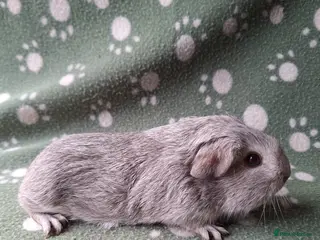 Guinea Pig rodents Pure bred chinchilla guinea pig - Advert 12