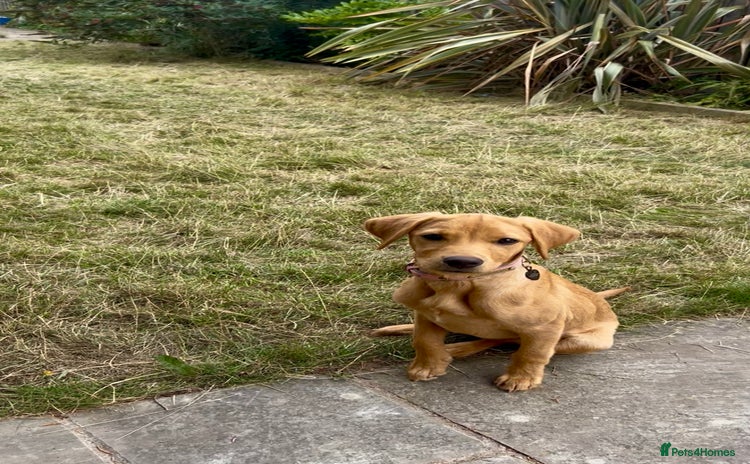 Labrador Retriever dogs - Advert 6