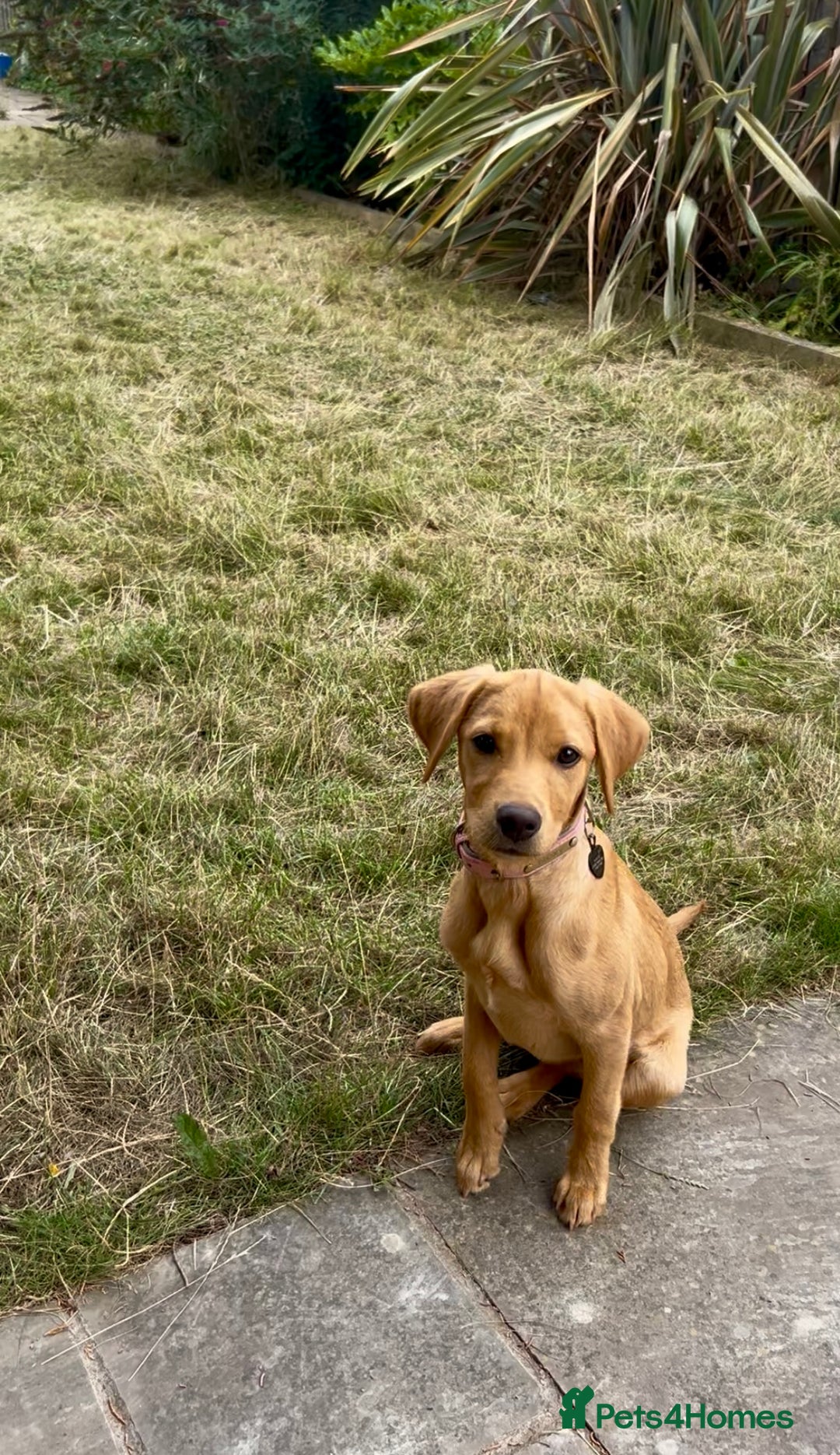 Labrador Retriever dogs for sale: Trained Labrador for sale  - Image 1
