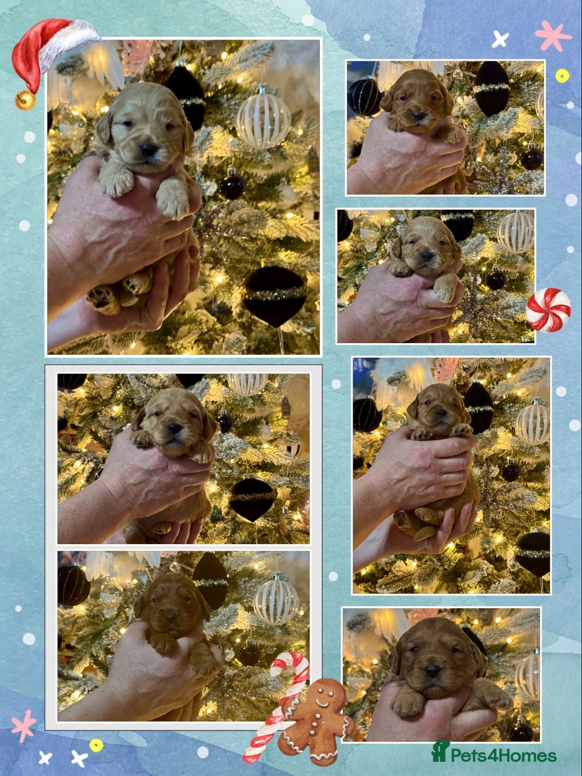 Mini Goldendoodle dogs 7 mini goldendoodle dna clear puppies - Advert 5