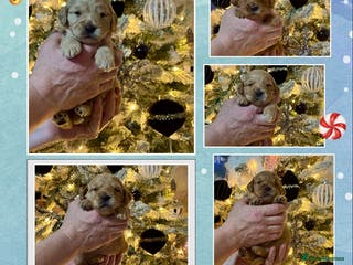 Mini Goldendoodle dogs mini goldendoodle dna clear puppies - Advert 6