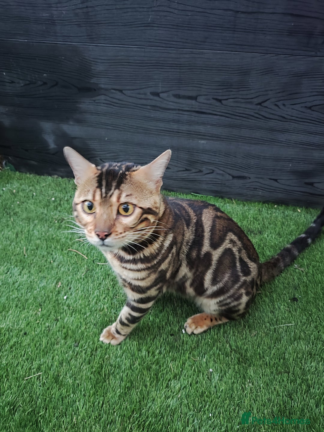 Bengal cats for sale: 🐆 Stunning TICA Registered Bengals Available 🐾 - Image 9