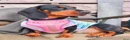 Mixed Breed dogs for sale: Dachshund cross Frenchie in Maidstone - Advert 6