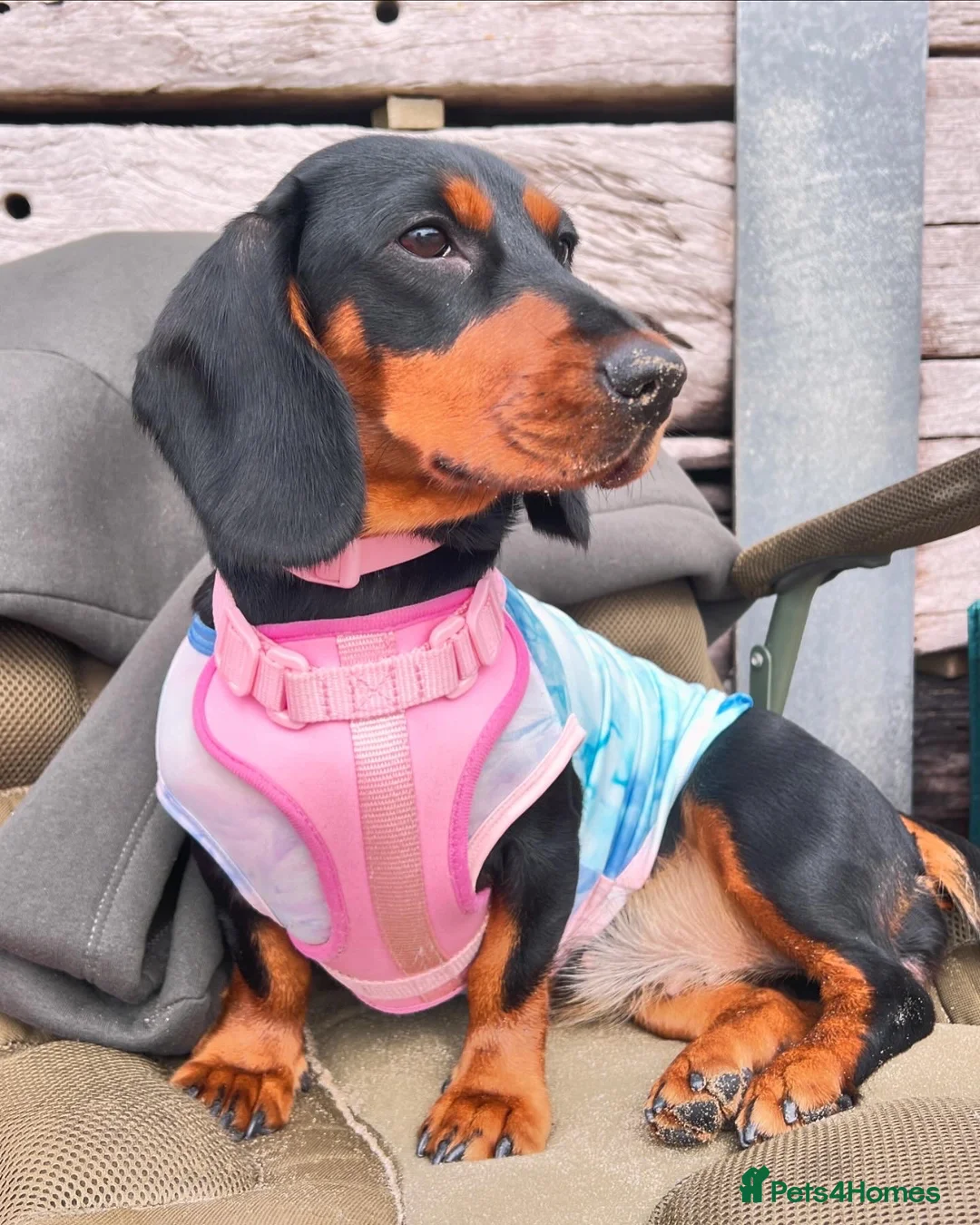 Mixed Breed dogs for sale: Dachshund cross Frenchie in Maidstone - Advert 6