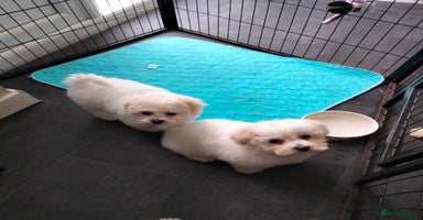 Bichon Frise dogs KC. REG BICHON FRISE PUPS - Advert 2