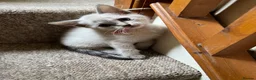 Bengal cats for sale: 2 cute bengals looking for forever homes  - Advert 16