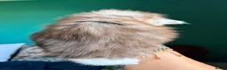 Maine Coon cats for sale: Maine Coons with Tests, Papers, Vet Checks & Vacc. - Advert 14