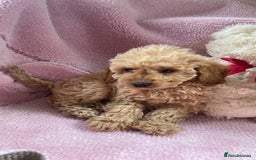 Cockapoo dogs for sale: Cockapoo puppies - Image 16