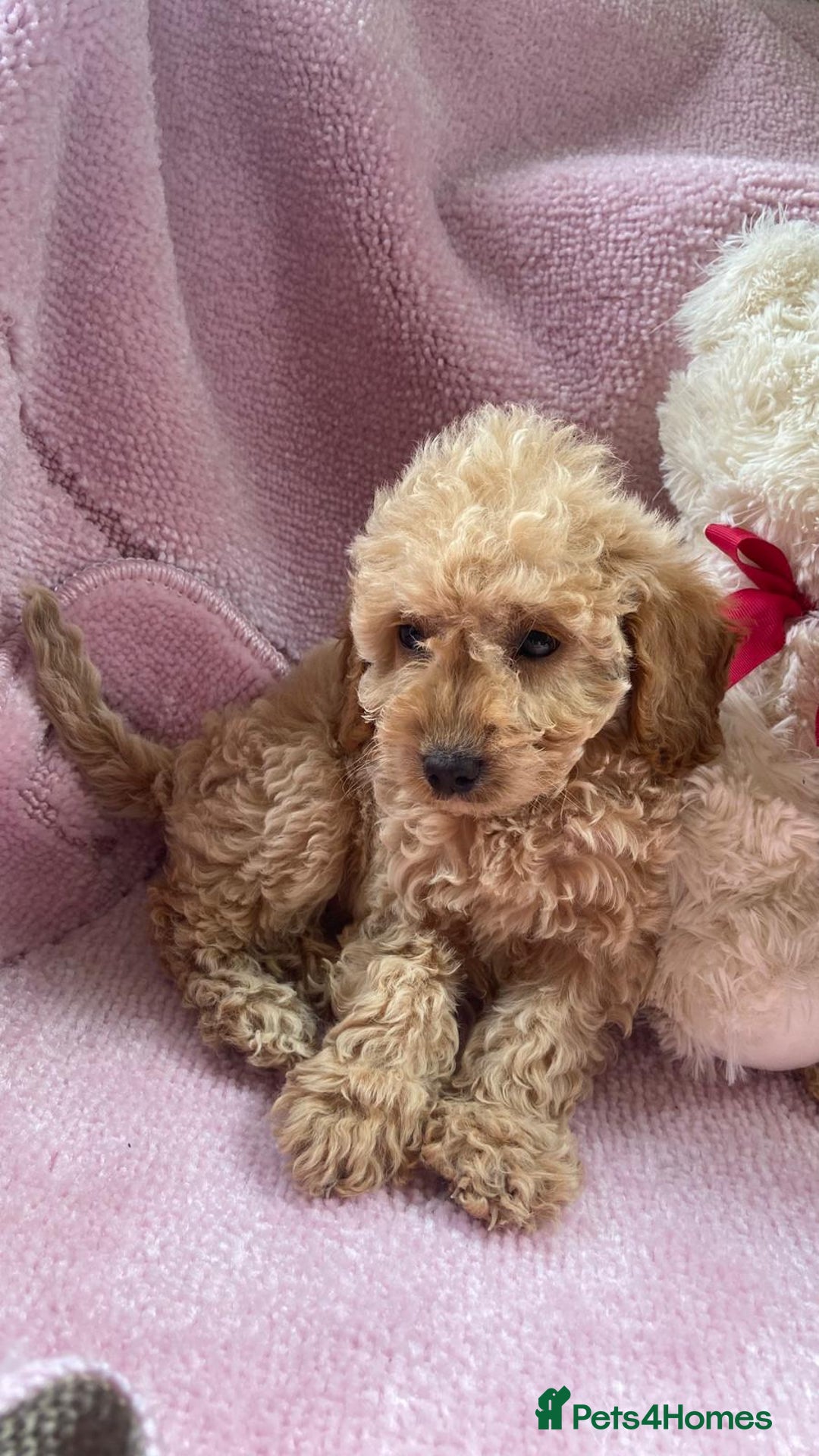 Cockapoo dogs for sale: Cockapoo puppies - Image 16