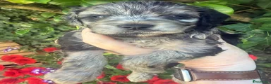 Cavapoo 7