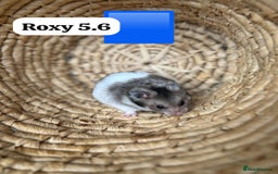 Hamster rodents for sale: Beautiful baby hamsters. Syrian and Russian Dwarf - Image 6
